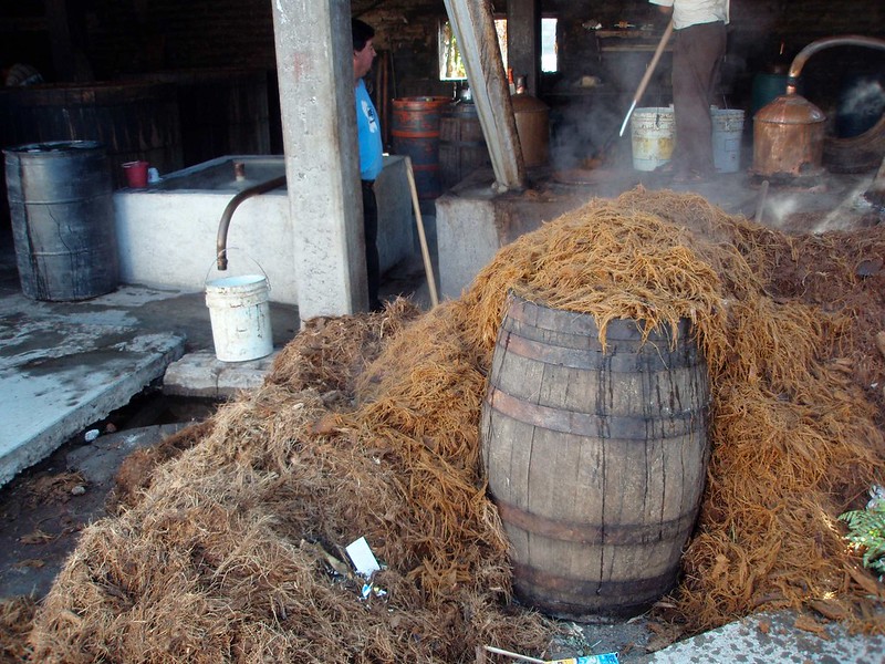 fermentación de bagazo de agave mezcalero