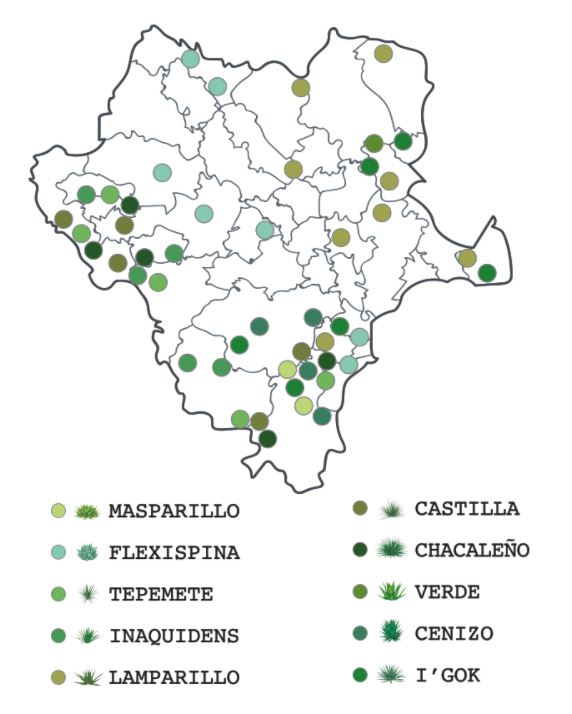 regiones del agave de durango